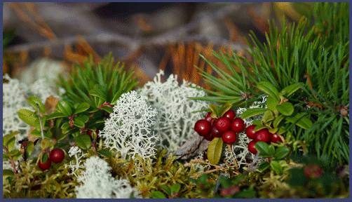 PKW Rundreise Finnland Highlights